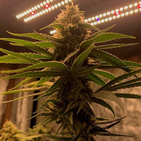 Ice Cream growlog timeline photo