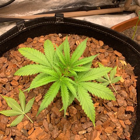 Ice Cream growlog timeline photo