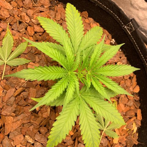 Ice Cream growlog timeline photo