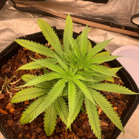 Ice Cream growlog timeline photo