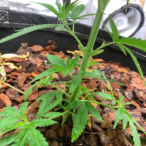 Ice Cream growlog timeline photo