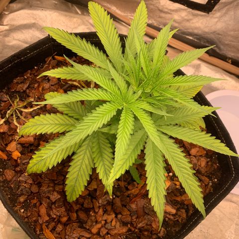 Ice Cream growlog timeline photo