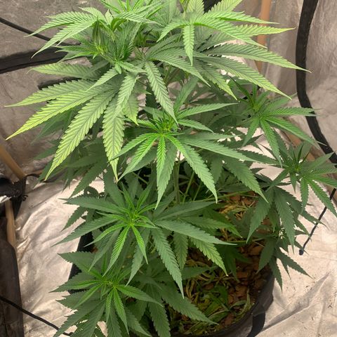 Ice Cream growlog timeline photo