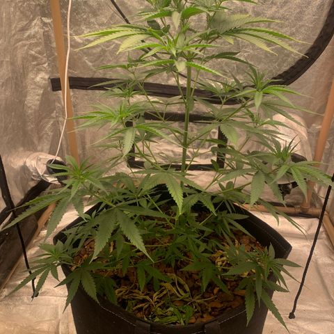 Ice Cream growlog timeline photo
