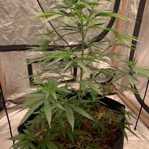 Ice Cream growlog timeline photo