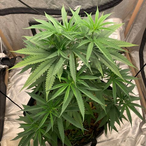 Ice Cream growlog timeline photo