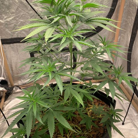 Ice Cream growlog timeline photo