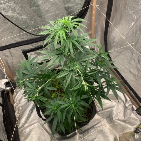 Ice Cream growlog timeline photo