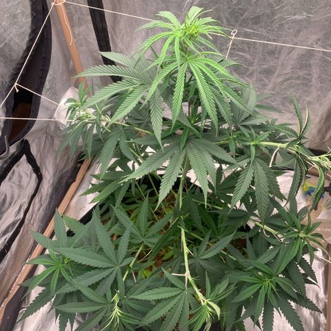 Ice Cream growlog timeline photo
