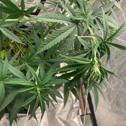 Ice Cream growlog timeline photo