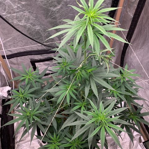 Ice Cream growlog timeline photo