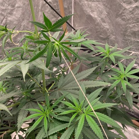 Ice Cream growlog timeline photo