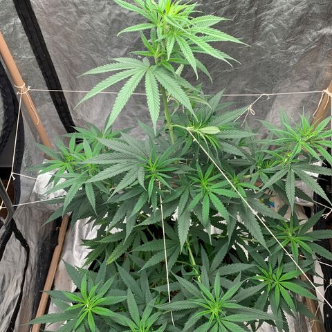 Ice Cream growlog timeline photo