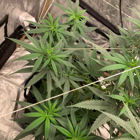 Ice Cream growlog timeline photo