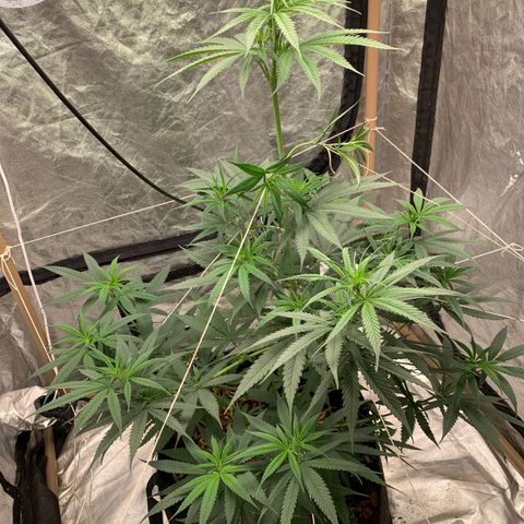 Ice Cream growlog timeline photo