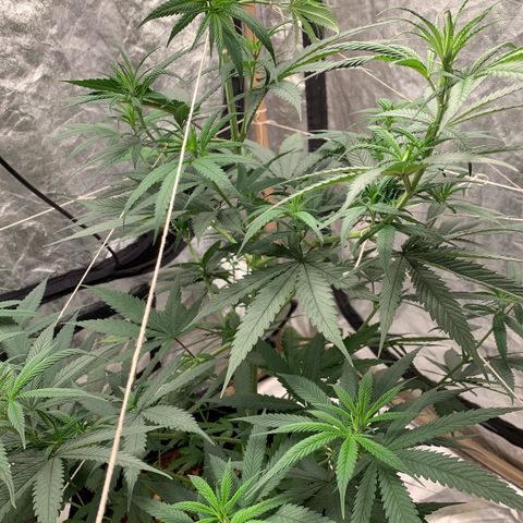Ice Cream growlog timeline photo