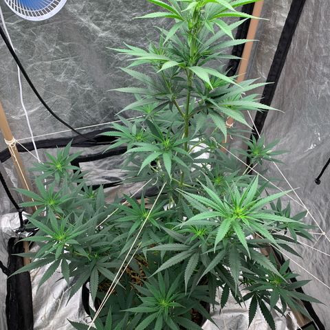 Ice Cream growlog timeline photo
