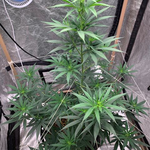 Ice Cream growlog timeline photo