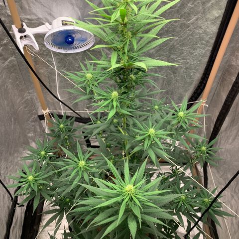 Ice Cream growlog timeline photo