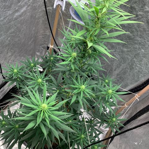Ice Cream growlog timeline photo