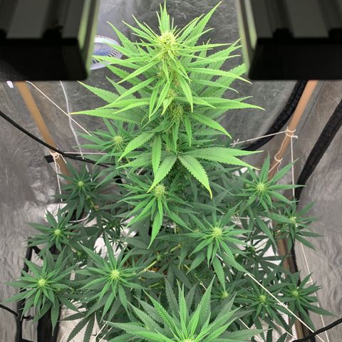 Ice Cream growlog timeline photo