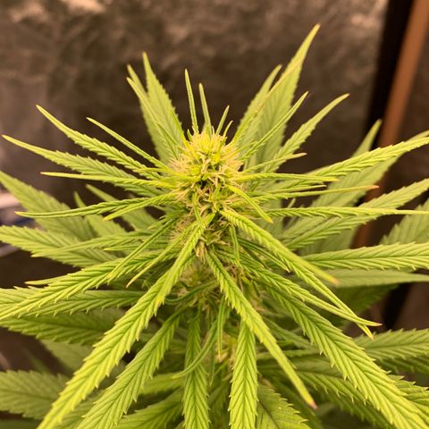 Ice Cream growlog timeline photo