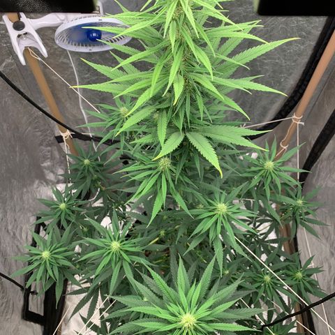Ice Cream growlog timeline photo