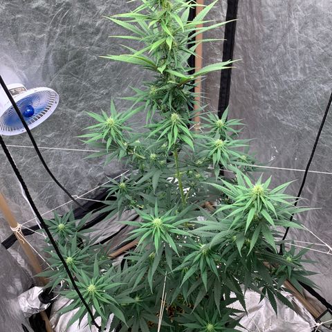 Ice Cream growlog timeline photo