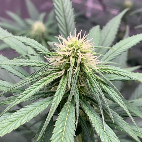 Ice Cream growlog timeline photo