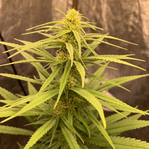 Ice Cream growlog timeline photo
