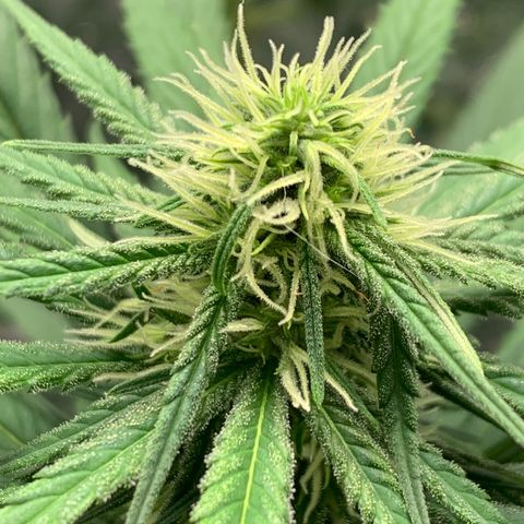 Ice Cream growlog timeline photo