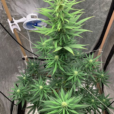 Ice Cream growlog timeline photo