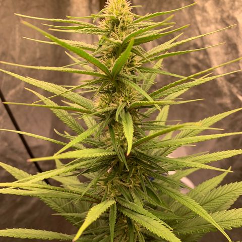Ice Cream growlog timeline photo