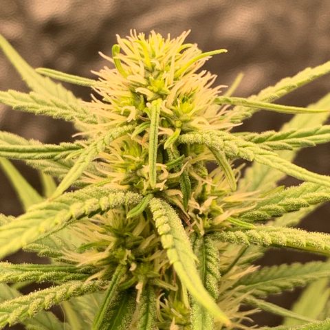 Ice Cream growlog timeline photo