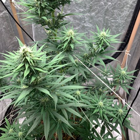 Ice Cream growlog timeline photo