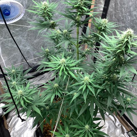 Ice Cream growlog timeline photo