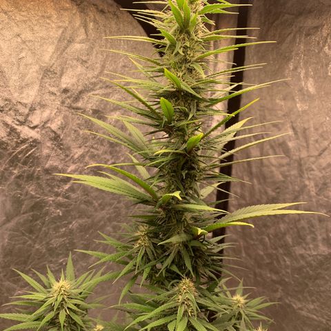 Ice Cream growlog timeline photo