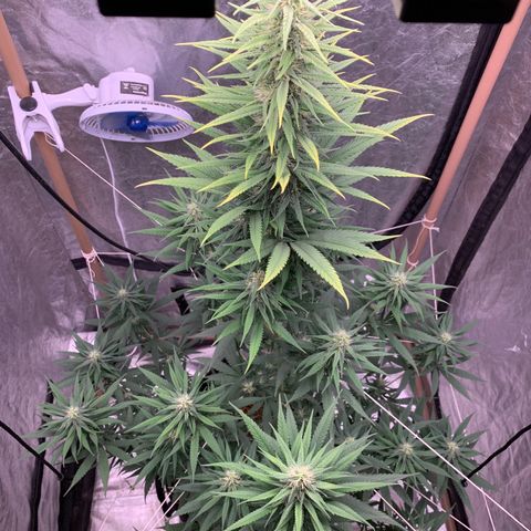 Ice Cream growlog timeline photo