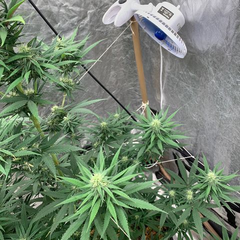Ice Cream growlog timeline photo