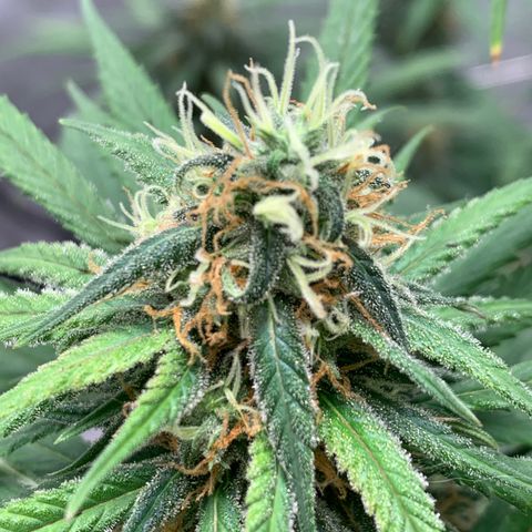 Ice Cream growlog timeline photo