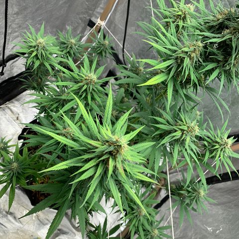 Ice Cream growlog timeline photo