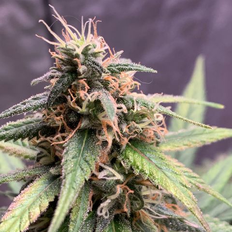 Ice Cream growlog timeline photo