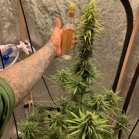 Ice Cream growlog timeline photo