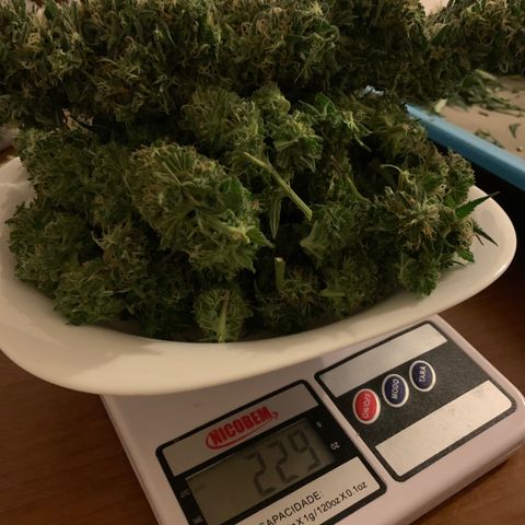 Ice Cream growlog timeline photo
