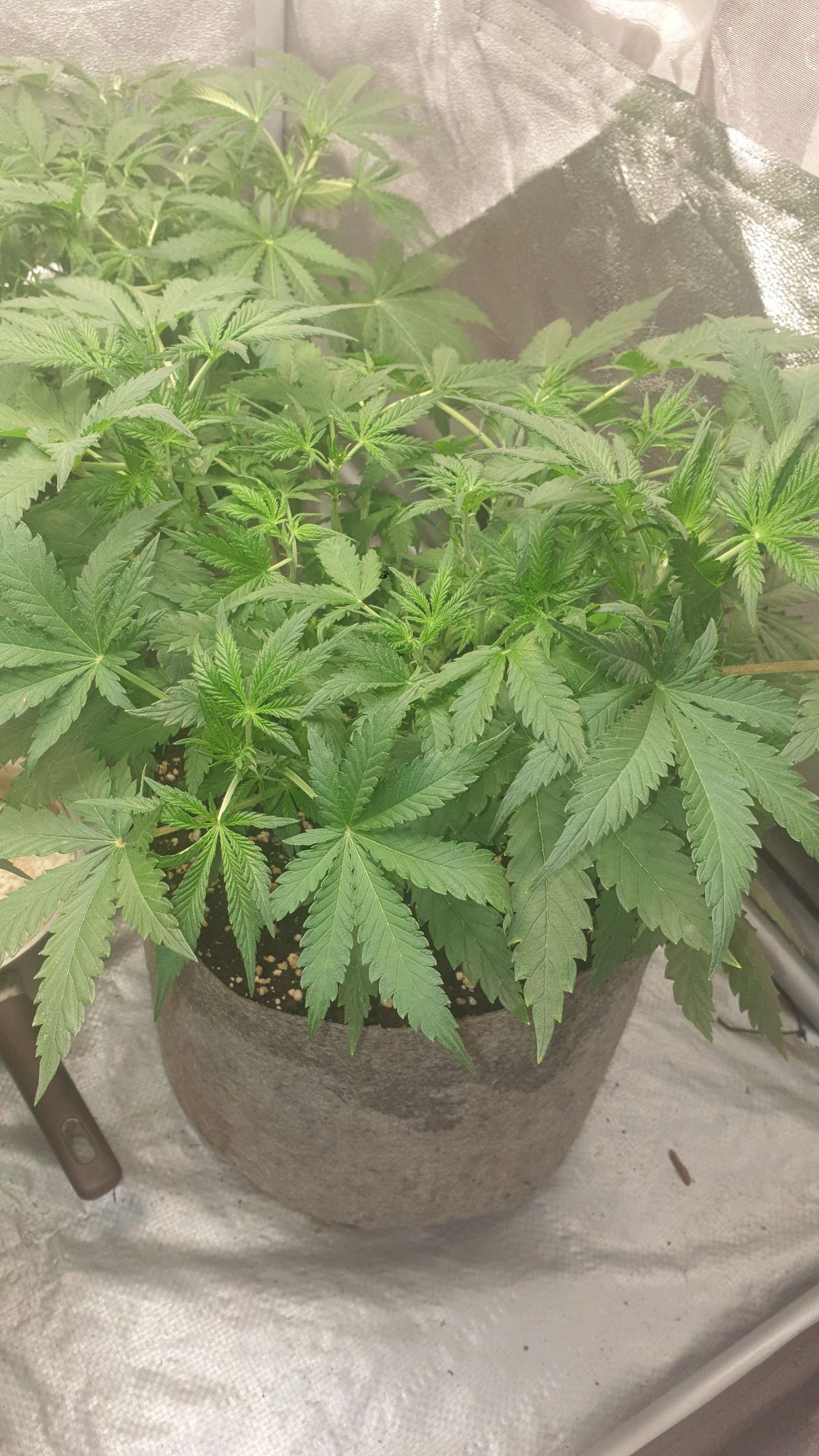 Straw #3 growlog header