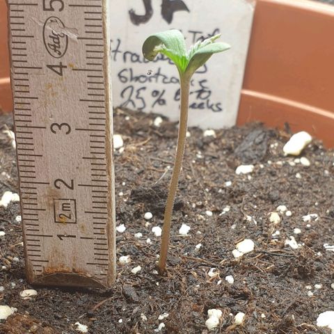Straw Jr growlog timeline photo