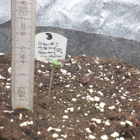Straw #3 growlog photo