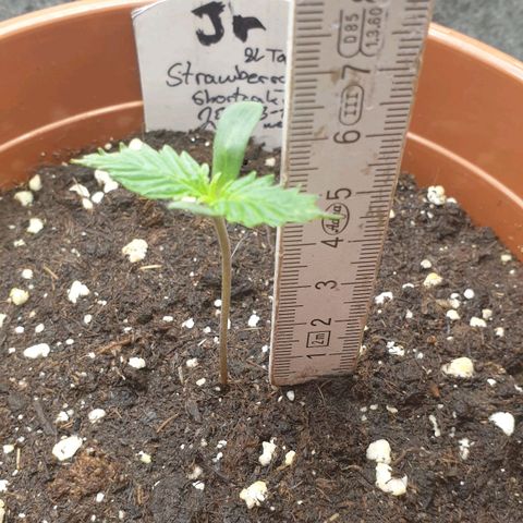 Straw Jr growlog timeline photo