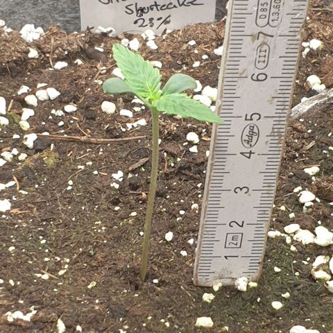 Straw #3 growlog photo