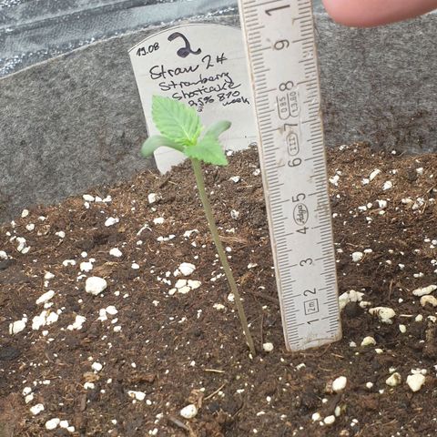 Straw # TWO growlog timeline photo